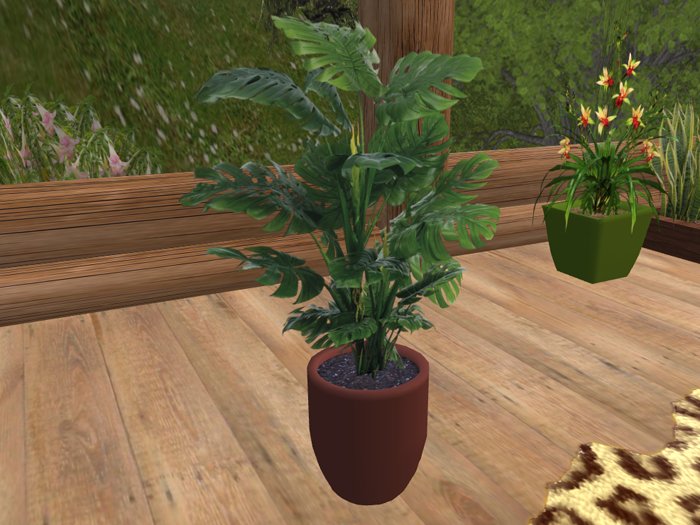 Cheese plant 