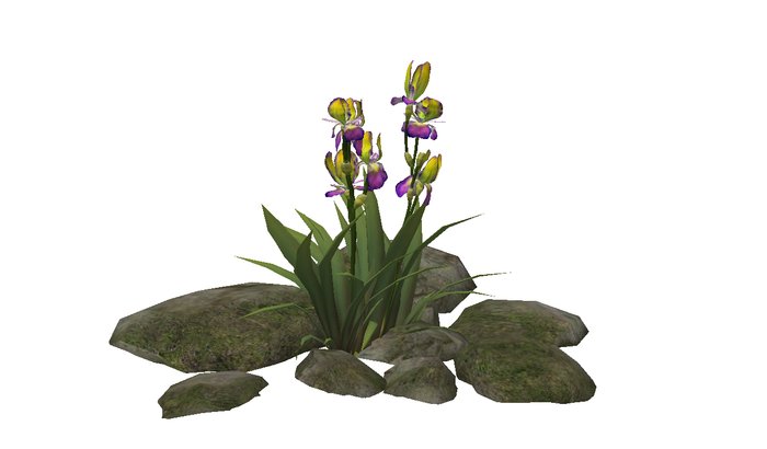 Iris Tropical Explosion
