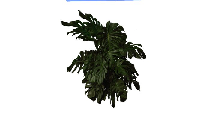Tropical Cheeseplant 