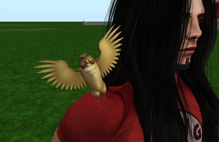 AMU - The Athena Owl!