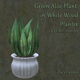 *ZG* Green Aloe Plant in White Wood Planter