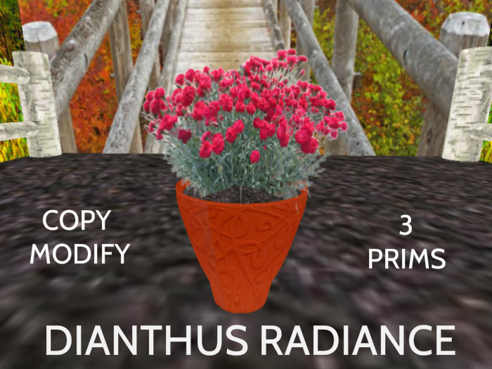 Dianthus Radiance