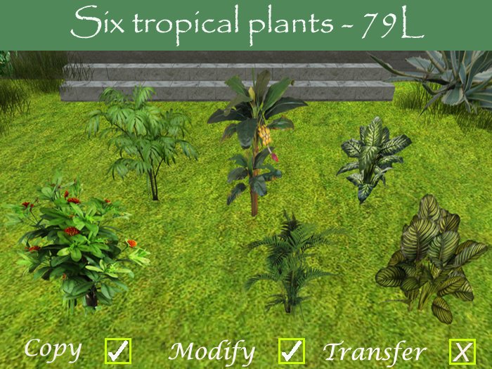 Tropical plants - six pack!