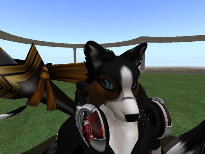 glasses border collie dsd