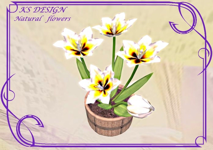 A pot of tulips #14