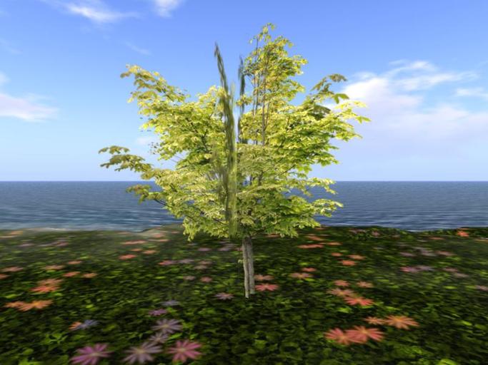 Arkads 1 Prim Variegated Maple