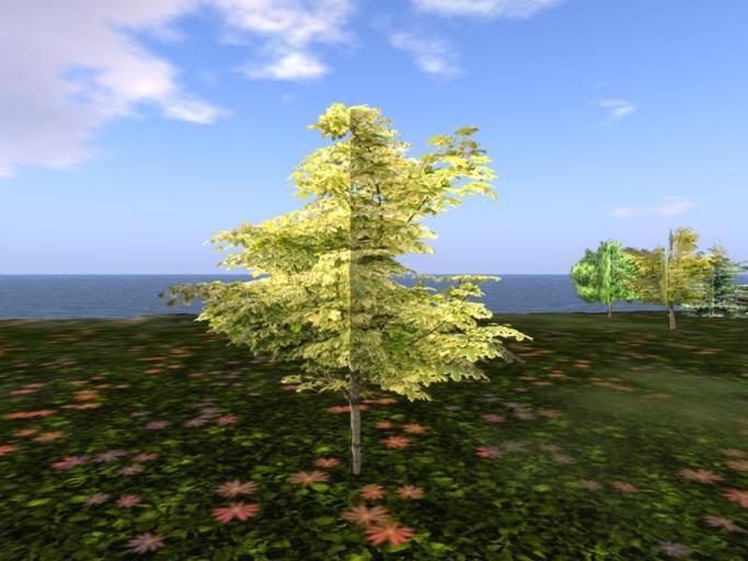Arkads 1 Prim Variegated Maple v2