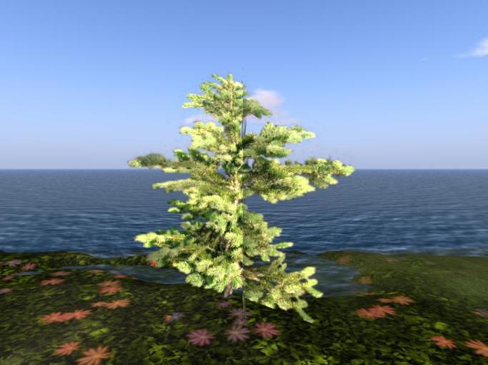 Arkads 1 Prim Korean Subalpine