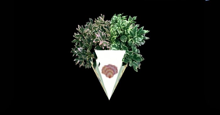 Shell Scone ~Simplicity~