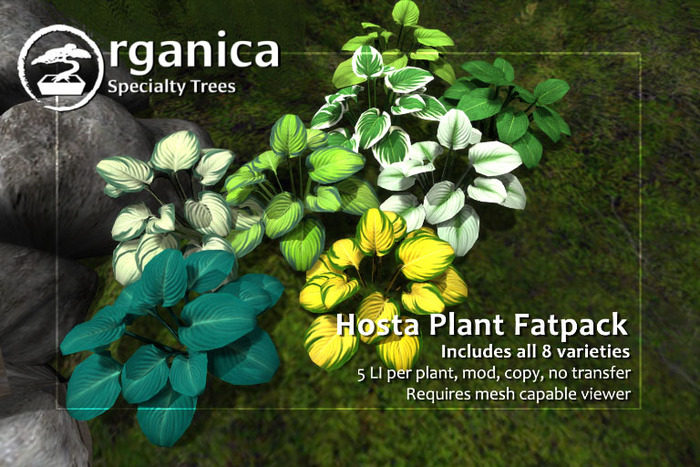 [ Organica ] Hosta (Fatpack)