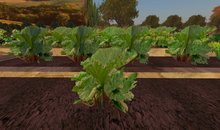 Rhubarb Plant, 1 Prim