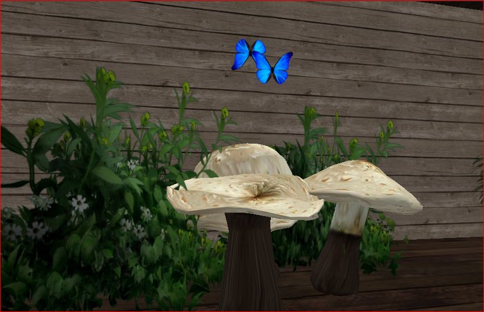 Mushroom Hangout