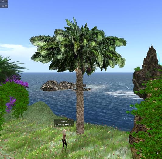 Coconut palm