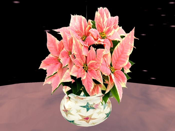 Poinsettia 3, pink