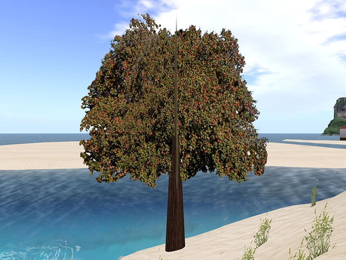 Apple Tree