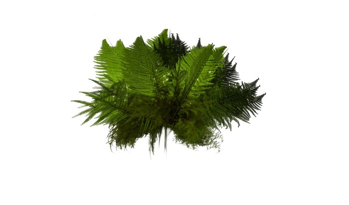 Fern plant