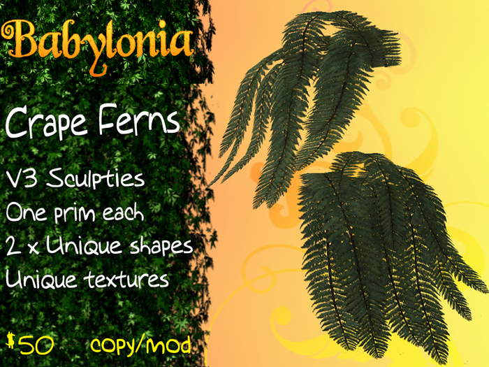 Babylonia: Long Crape Ferns