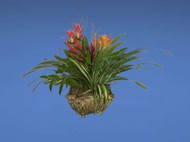 Potted Bromelia