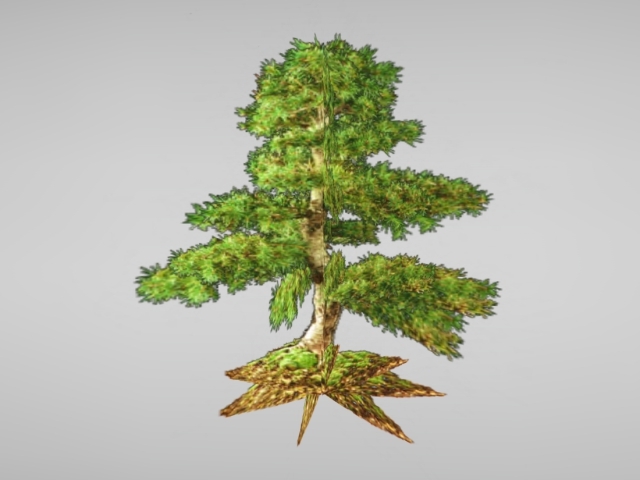 Bonsai Tree