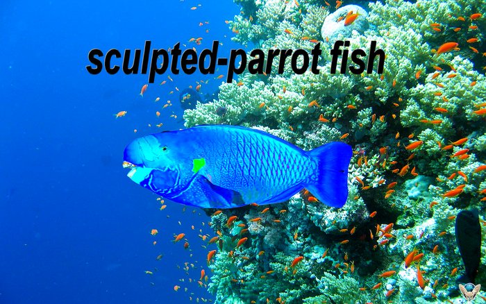sculpted  parrot fish