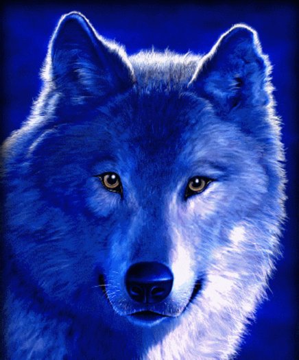 Expressions Wolf