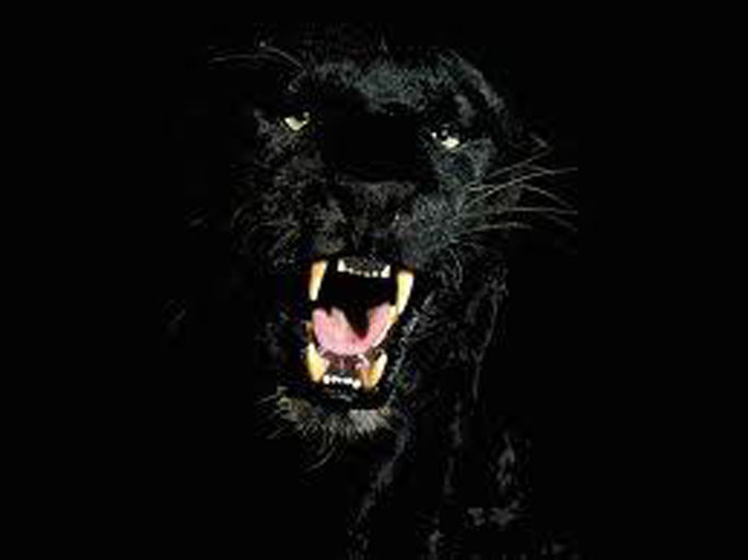 Panther2 Tip Jar