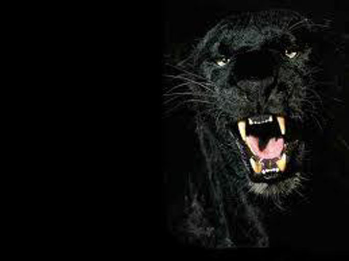 Panther3 Tip Jar