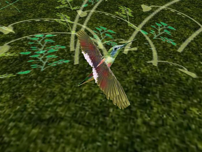 hummingbird colibri bird  Free-sl