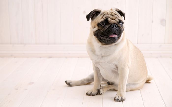 Pug Tip Jar
