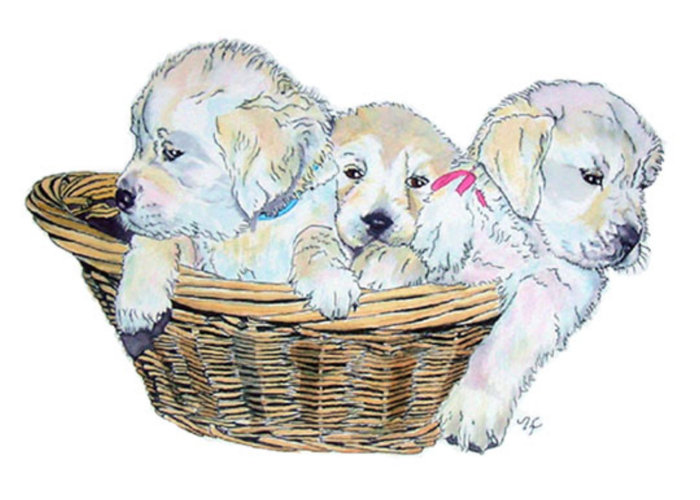 White English Retriever Pups