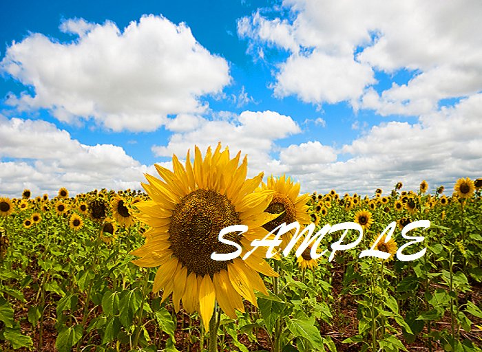 Promo! Texture for background- Sunflowers