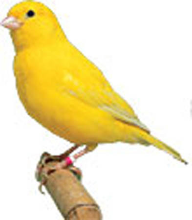 WZ Canary sound effect full perms