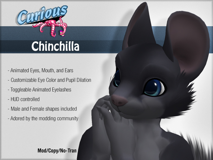 Curious Chinchilla - Black