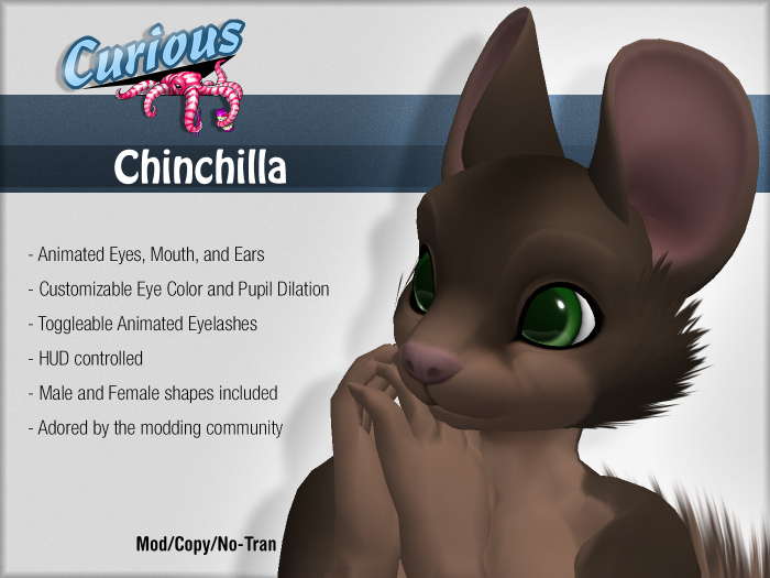 Curious Chinchilla - Chocolate