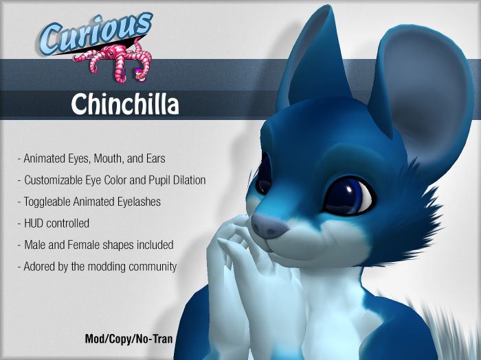 Curious Chinchilla - Blue