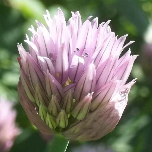 Flower Photo - Chive Bud