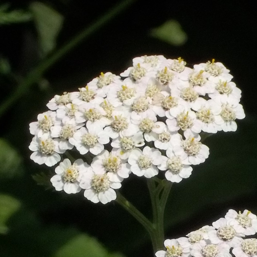 Flower Photo - White Island
