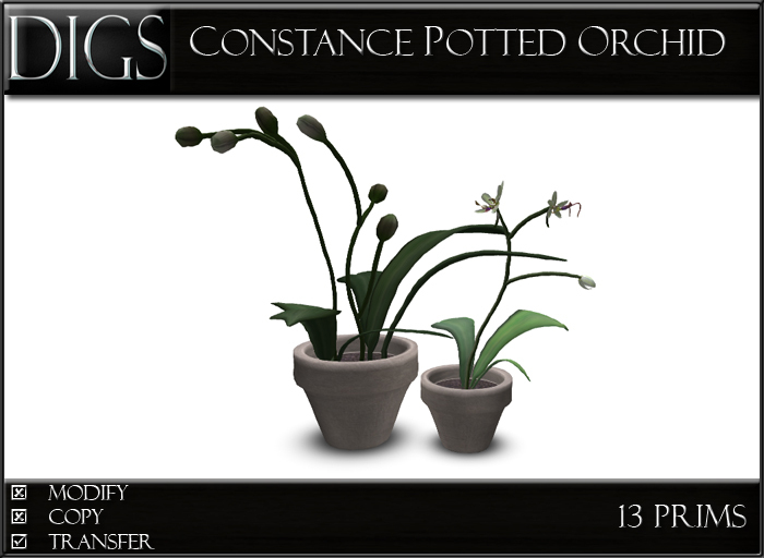DIGS - Constance Potted Orchids