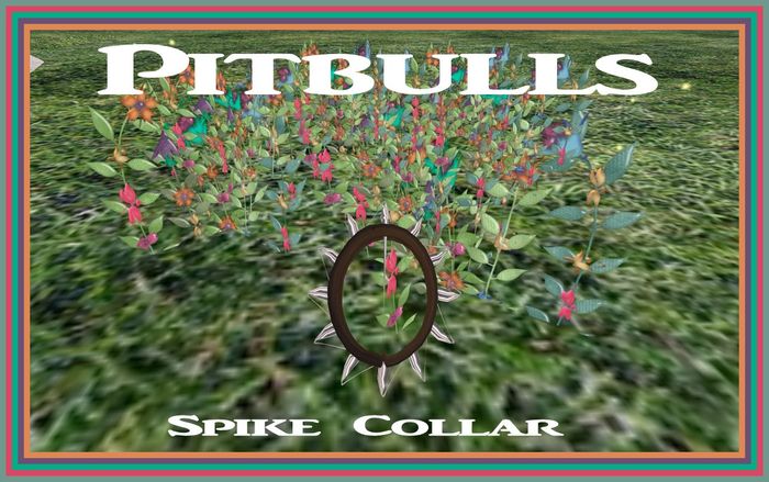 Pittbull Spike Collars