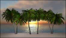 Tropical Palm Set 01 by Xara Rau