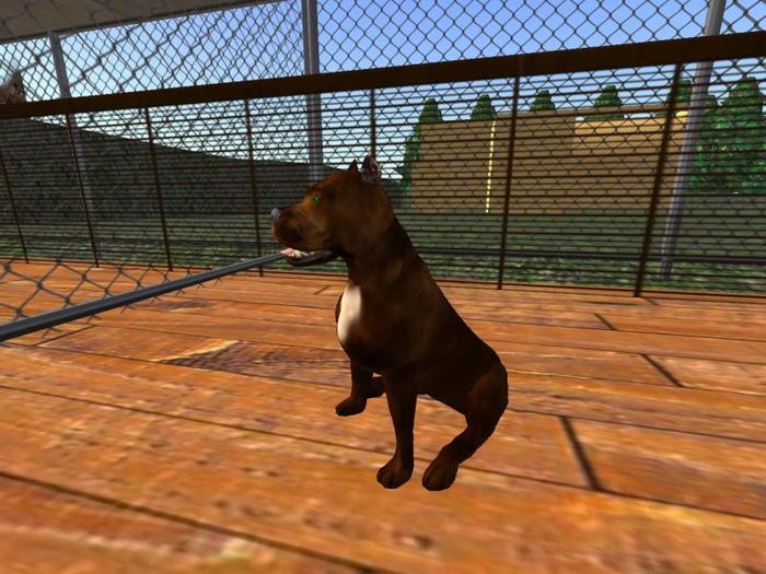 MALE Rustic color coated Pitbull