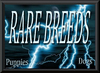 Rare%20breeds%201