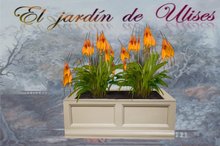 white planter with yellow orchids/jardinera blanca orqui. amari
