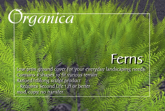 [ Organica ] Ferns