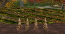 Dried Corn - Row of 4 - Ultra Light, Prim .5LI, Copy/ Mod