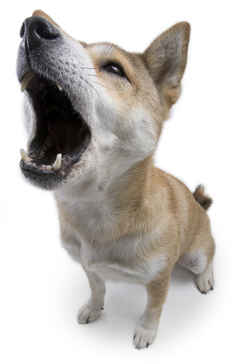 dog bark effect sound   Full perms