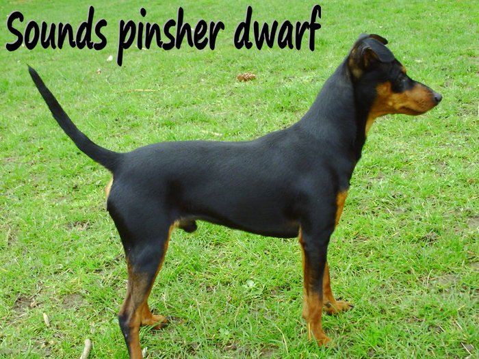 Sounds pinsher dwarf