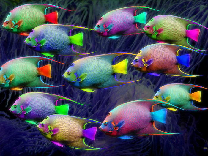 Neon Fishies