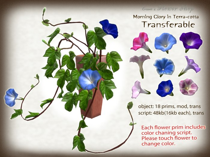 (g.) Morning Glory in Terra-cotta (t)