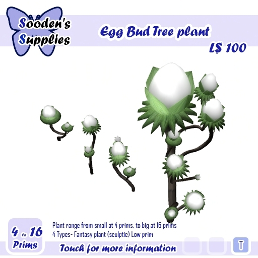 Egg Bud Tree plant